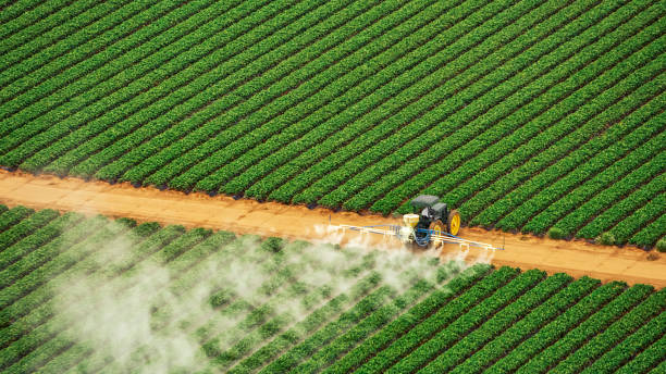 Best Pest Removal Services  in White City, UT