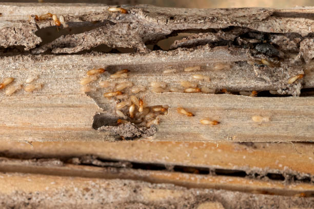 Best Termite Control Services  in White City, UT