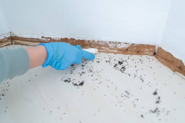 Best Flea Control Services  in White City, UT